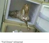 بکری جگففےھگفف