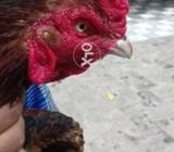 Asel murga o Asel murgi