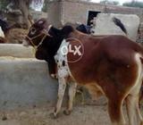 Bachra boht khubsurat hy