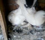 Bareedr Pair Halthy And Active