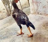 Bengum black