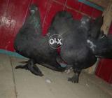 Black lakka kabotar