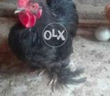 Brider male for sale