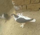 Chap sharzi female bereedar