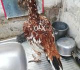 Cheenai Madi for sale abi Bachon sy alag hoi hy