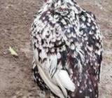 Chini kilon Wali dangerous madi