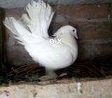 Female Full Active And Helthy