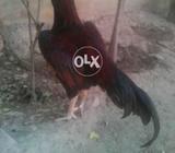 For sale minwali lakha pata