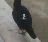 Full black mushki