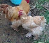 Golden puff for sale