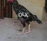 Haseel murga & murge