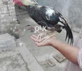 Haseel murgh mianwali