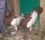 Khal Burkaposh kalyari berrd