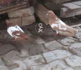 Khal Yang Berrdr pair Fastime berrd ki ha