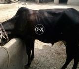 Kheera bachra hi aur rari main chalou hi