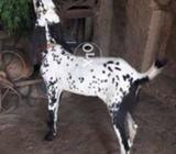 Makhi cheena