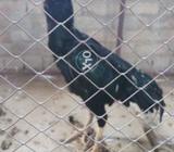 Mushka patha for sel