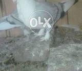 Peyor sayntinayt baridar