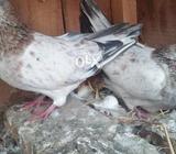 Pure 79 waly kabotar