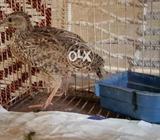 Pure Sindhi Kala Tittar 6 months
