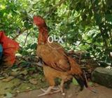 Quality aseel n kruk