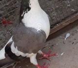 Sabaz sherazi dandemar female