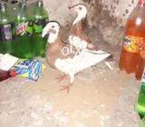 Saci daroom male and famele cerir only