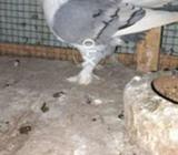 Santinet payer bareder sele