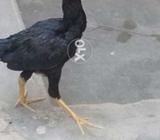 Seel pathA kala moshka