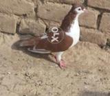 Sherazi female