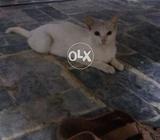 So beautifull cate
