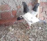 Taale walay kaalay paaly