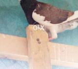 Tosi mokya female for sell