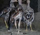 Two cheena pair are available