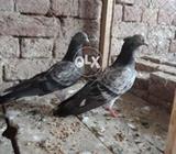 Walate or qasoore maadeian