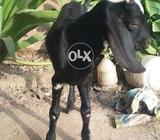 بکرا ٹیڈی تین مہنہ کا تندرست