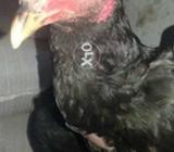 اسیل مُرغی اور مُرغا جوڑا