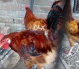 3 good quality murgay
