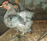 A beautiful pair of bentum, home grown, vaccinated, age 3.5 months