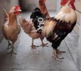 ASSALIKUM O ALIKUM mai apna 1 Murga or 2 Murgian Sell kr raha hn