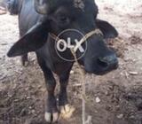 Beautiful Jhota/Katta for sale