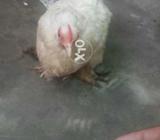 Bentum pair wite color