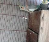 Cokcatl paroot sel full adalt piar