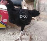 Full black
