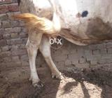 Gar me jan ne Pali hai