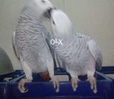 Grey parrets Two piece