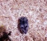 Hamster baby