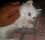 I have a persian cat in different rates