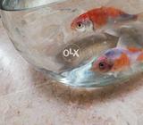 Imported koi pair