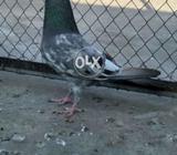 Jeldar cross Ferozpori